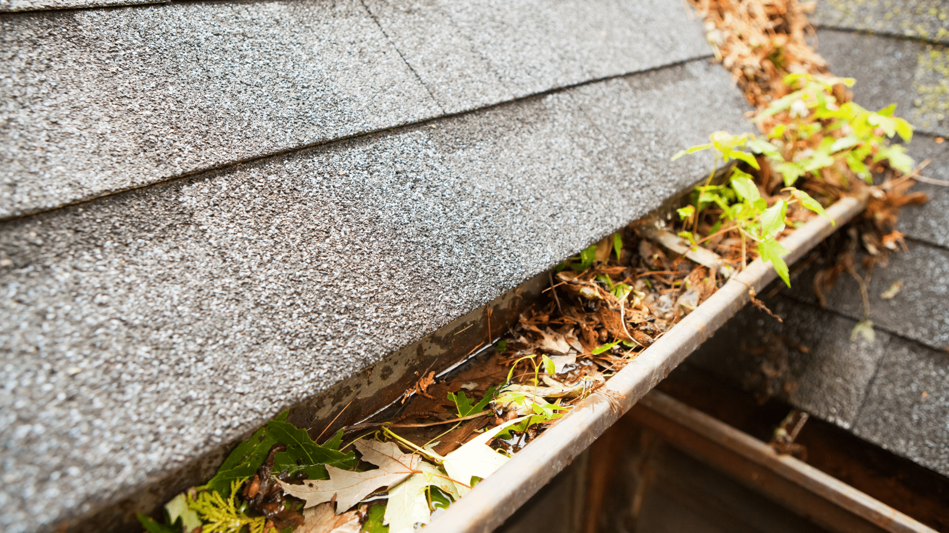 Clogged Gutters Maintenance Willow Ash Roofing SC