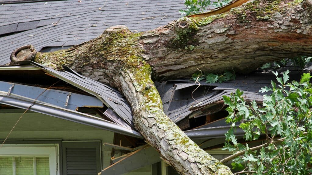The South Carolina Homeowner's Guide to Roof Insurance Claims Roof Damage From Tree Willow Ash Roofing SC